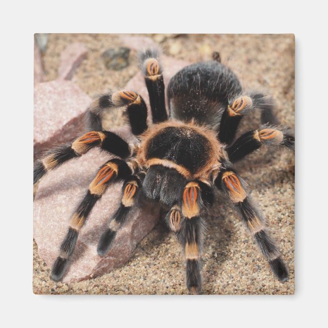 Mexican Red Knee Tarantula Spider Magnet (Front)