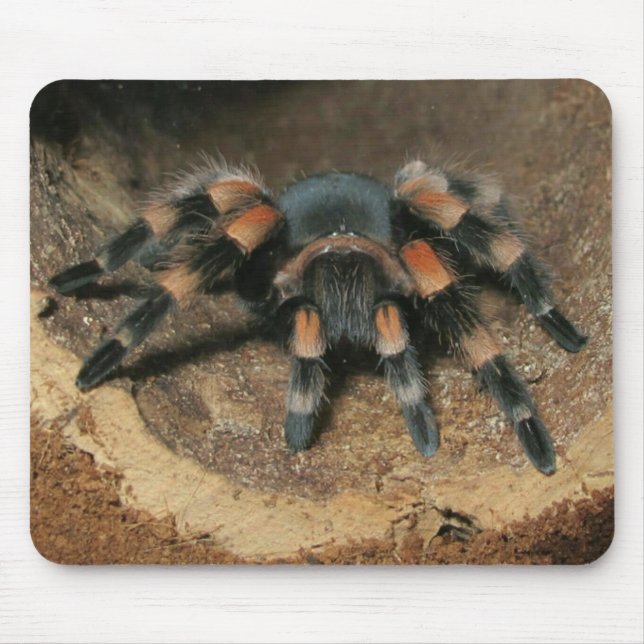 Mexican Red Knee Tarantula Spider Mouse Pad (Front)