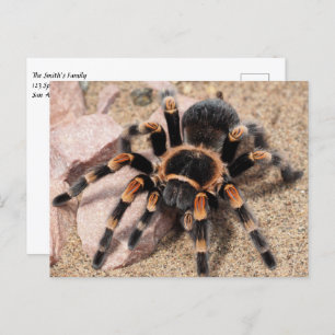 Mexican Red knee Tarantula Spider Postcard
