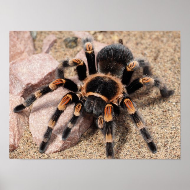 Mexican Red knee Tarantula Spider Poster (Front)
