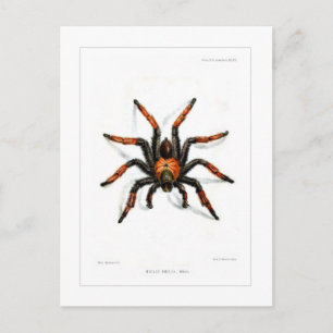 Mexican red leg tarantula postcard