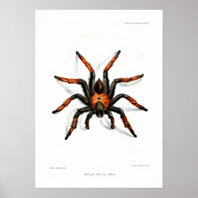 Mexican red leg tarantula poster (Front)