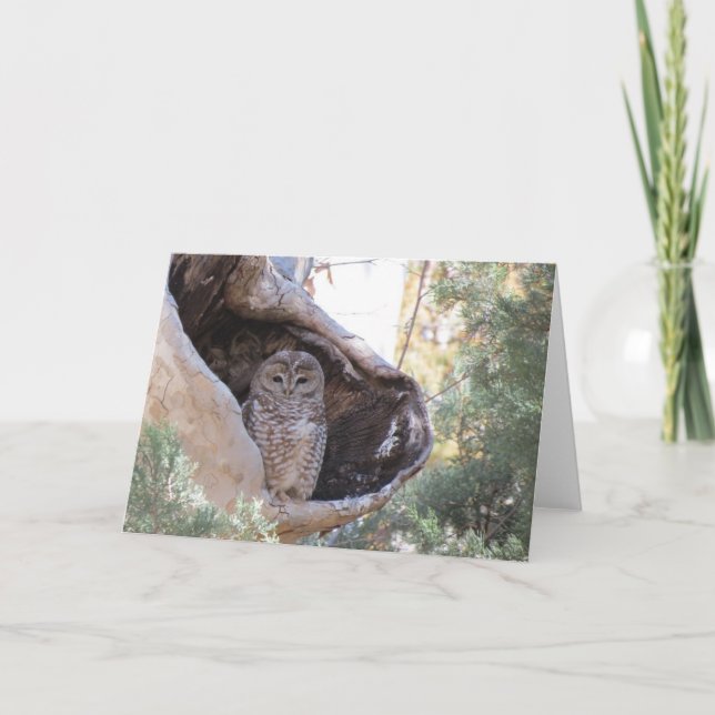 Mexican Spotted Owl Card (Front)