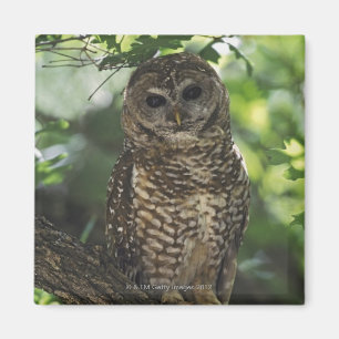 Mexican Spotted Owl On Perch In Gambel Oak Magnet