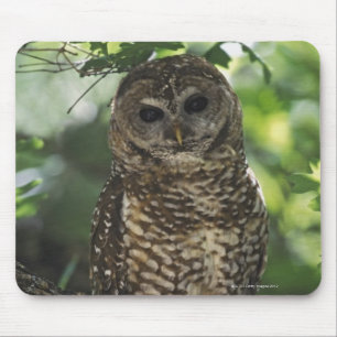 Mexican Spotted Owl On Perch In Gambel Oak Mouse Pad