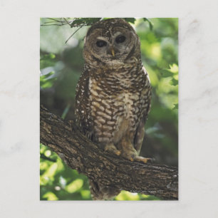 Mexican Spotted Owl On Perch In Gambel Oak Postcard