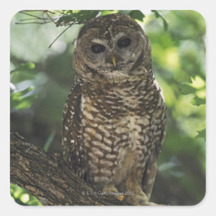 Mexican Spotted Owl On Perch In Gambel Oak Square Sticker