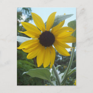 Mexican Sunflower Postcard