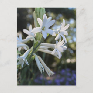 Mexican Tuberose # 1 Postcard