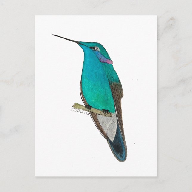 Mexican Violetear Hummingbird Postcard (Front)