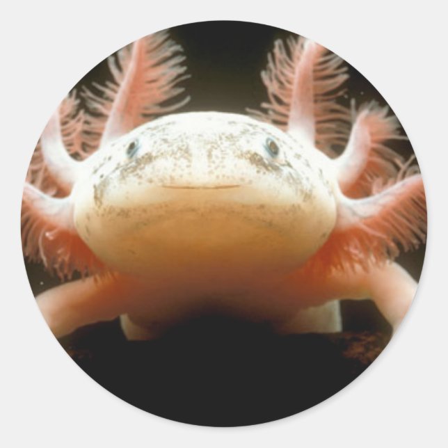 Mexican Walking Fish Classic Round Sticker (Front)