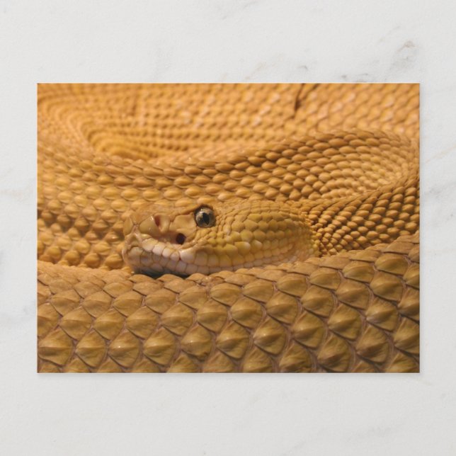 Mexican west coast rattlesnake postcard (Front)