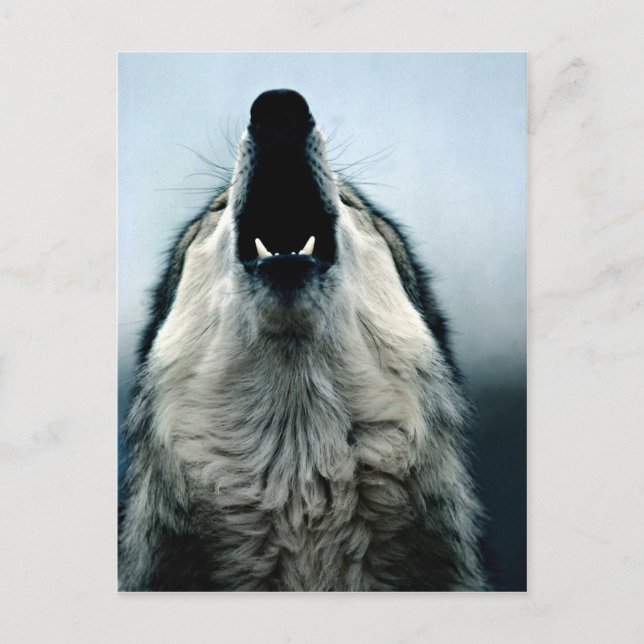 Mexican wolf, endangered species, Sonoran Desert, Postcard (Front)
