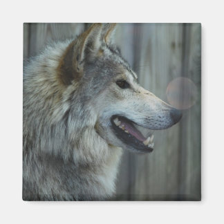 Mexican Wolf Magnet