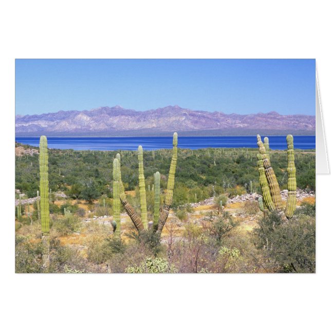 Mexico, Baja California Sur, Cardon Cactus at (Front Horizontal)