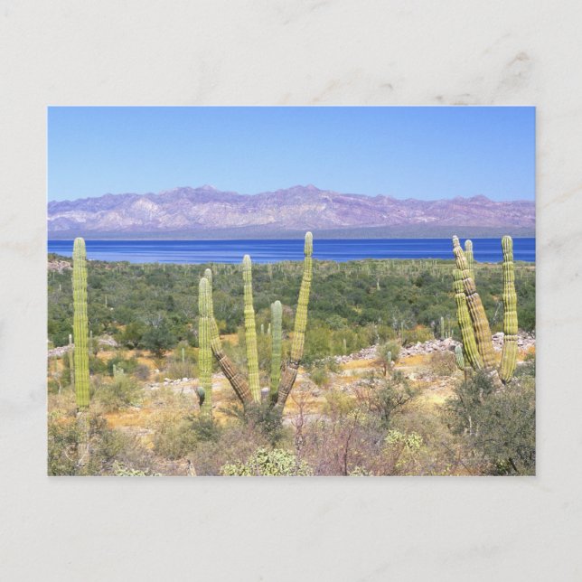 Mexico, Baja California Sur, Cardon Cactus at Postcard (Front)