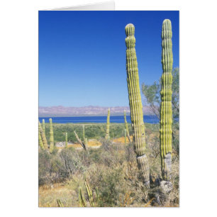 Mexico, Baja California Sur, Mulege, Bahia