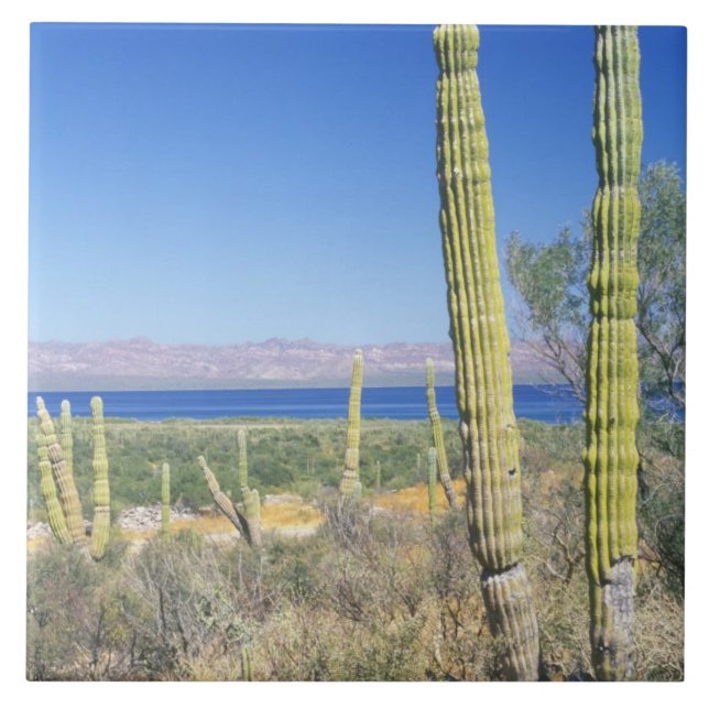 Mexico, Baja California Sur, Mulege, Bahia Tile (Front)