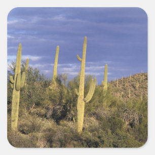 Mexico, Baja del Norte, Catavina Desert National 2 Square Sticker