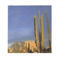 Mexico, Baja del Norte, Catavina Desert National