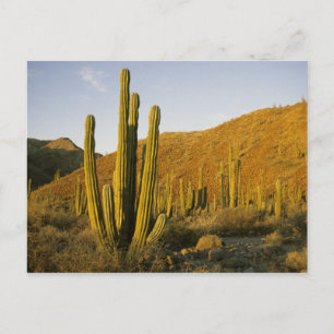 Mexico, Baja, Santa Catalina Island, Sea of Postcard