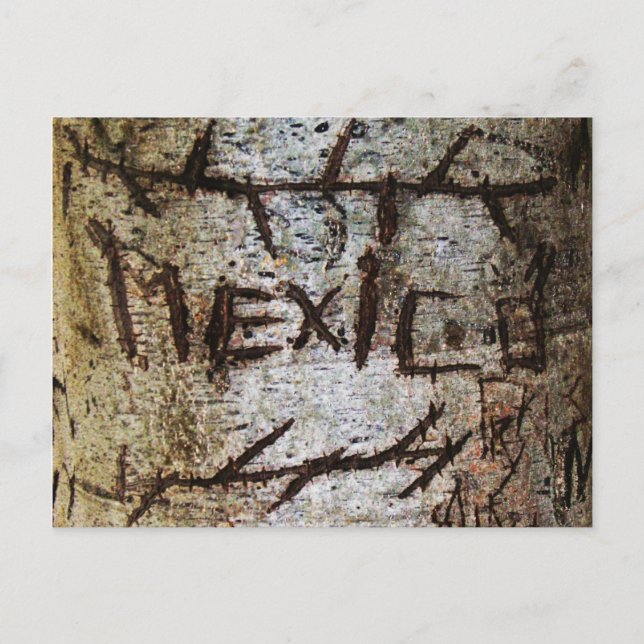 "Mexico" Carved Tree Graffiti Postcard (Front)