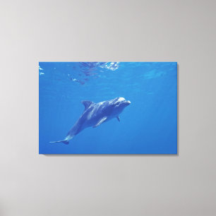 Mexico, Cozumel. Bottlenosed Dolphin Canvas Print