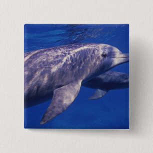 Mexico, Cozumel. Bottlenosed Dolphin, Tursiops 2 15 Cm Square Badge