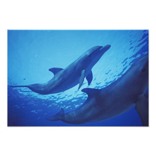 Mexico, Cozumel. Bottlenosed Dolphin, Tursiops 2 Photo Print