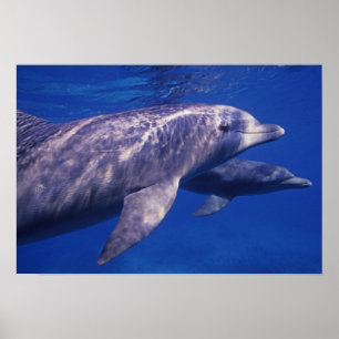 Mexico, Cozumel. Bottlenosed Dolphin, Tursiops 2 Poster
