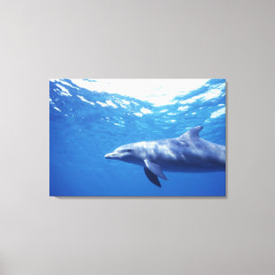 Mexico, Cozumel. Bottlenosed Dolphin, Tursiops 3 Canvas Print