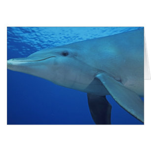 Mexico, Cozumel. Bottlenosed Dolphin, Tursiops 4
