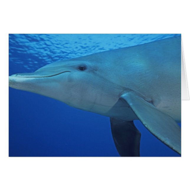 Mexico, Cozumel. Bottlenosed Dolphin, Tursiops 4 (Front Horizontal)