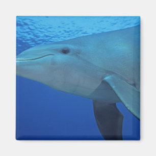 Mexico, Cozumel. Bottlenosed Dolphin, Tursiops 4 Magnet