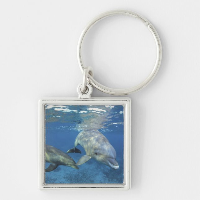 Mexico, Cozumel. Bottlenosed Dolphin, Tursiops 5 Key Ring (Front)