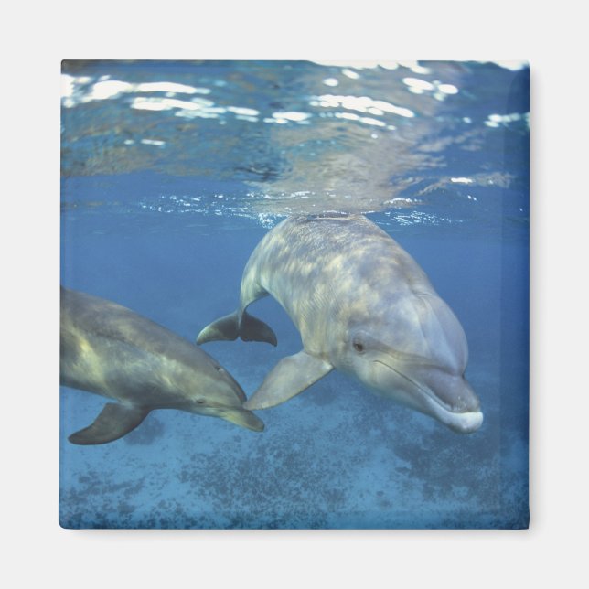 Mexico, Cozumel. Bottlenosed Dolphin, Tursiops 5 Magnet (Front)