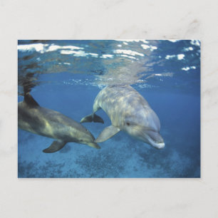 Mexico, Cozumel. Bottlenosed Dolphin, Tursiops 5 Postcard
