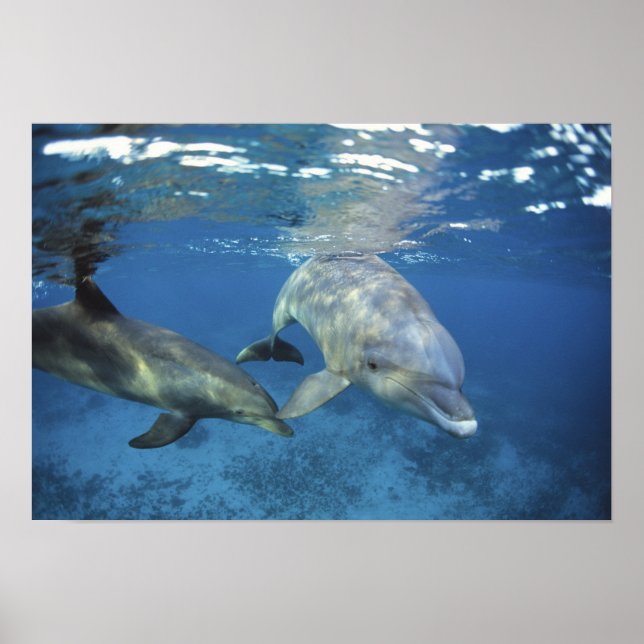 Mexico, Cozumel. Bottlenosed Dolphin, Tursiops 5 Poster (Front)