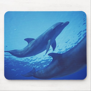 Mexico, Cozumel. Bottlenosed Dolphin, Tursiops Mouse Pad