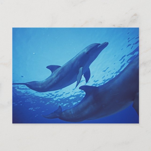 Mexico, Cozumel. Bottlenosed Dolphin, Tursiops Postcard (Front)