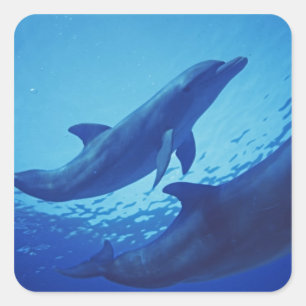 Mexico, Cozumel. Bottlenosed Dolphin, Tursiops Square Sticker