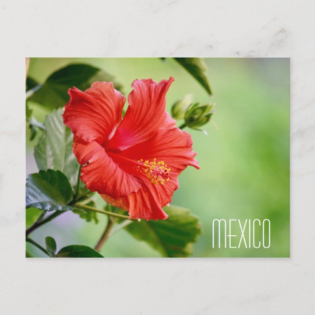 Mexico hibiscus flower postcard (Front)