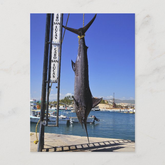 Mexico Marlin Postcard (Front)