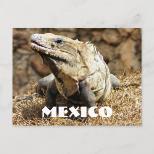 Mexico Reptile Wild Iguana Postcard