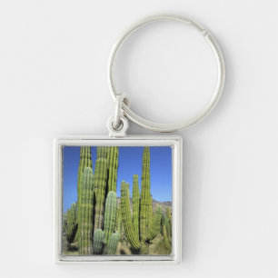Mexico, Sonora, San Carlos. Saguaro & Organ Pipe Key Ring