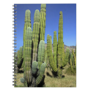 Mexico, Sonora, San Carlos. Saguaro & Organ Pipe Spiral Notebook
