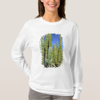 Mexico, Sonora, San Carlos. Saguaro & Organ Pipe
