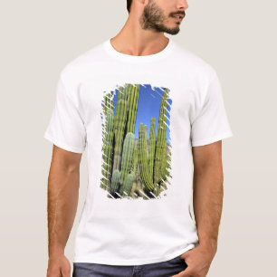 Mexico, Sonora, San Carlos. Saguaro & Organ Pipe T-Shirt