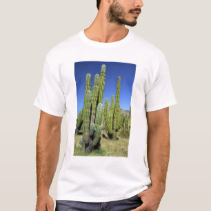 Mexico, Sonora, San Carlos. Saguaro & Organ Pipe T-Shirt