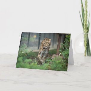 Mia - card